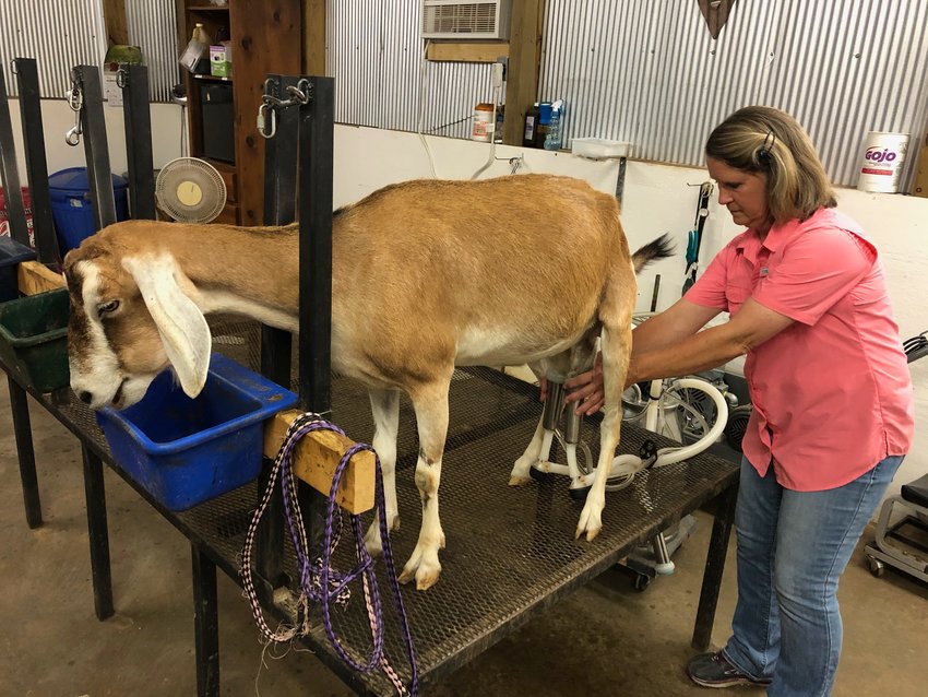 Kathy Rickles, the owner of High High Ranch, milks her goat April to make her goat milk-based products like soap and cheese. 